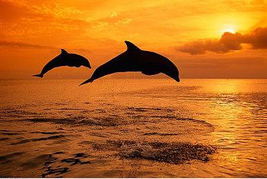 《超级马里奥兄弟：惊奇》14分钟游玩录像